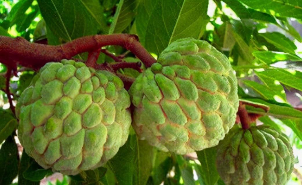 女性不想老太快,要多吃3种食物,排毒养颜,有益健康!