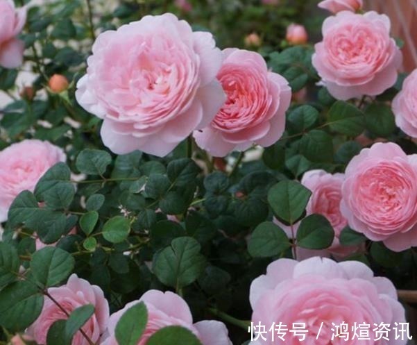 盘点10款经典的月季花,皮实好养颜值高,总有一款适合你