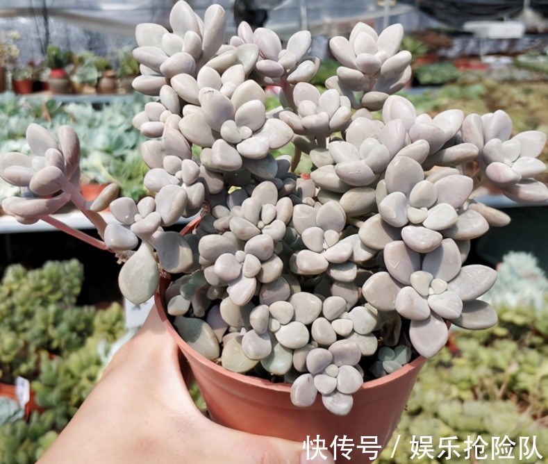 多肉|养多肉该如何预防和治疗黑腐病，逃离死亡结局？