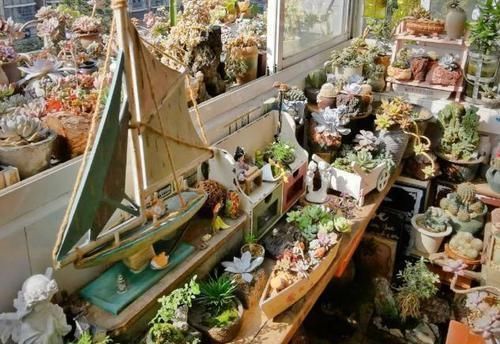 什么时候|养多肉，不懂该什么时候浇水？凭借这些特征动手就能远离问题