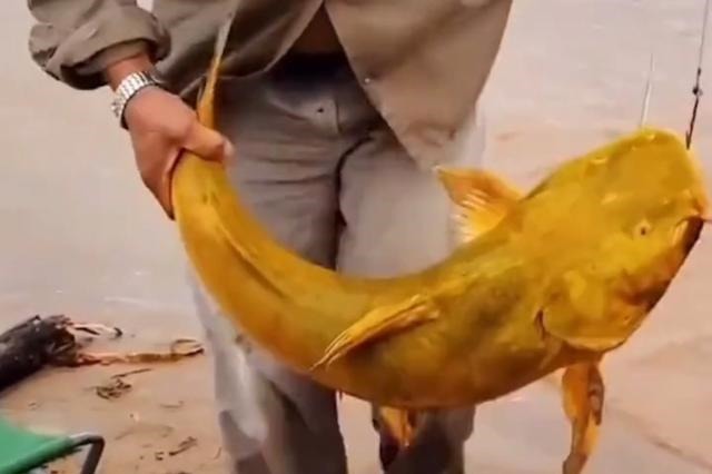 罕见!黄河“巨型黄辣丁”被人钓起,钓友:太大了,还能吃吗