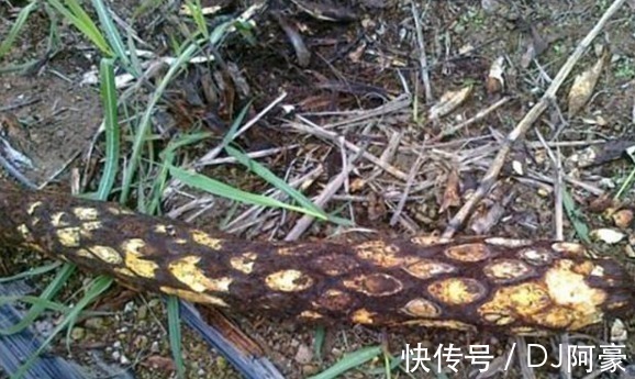 民间|此种野生物,现可遇不可求,在民间十分珍贵,值得被我们珍惜保存