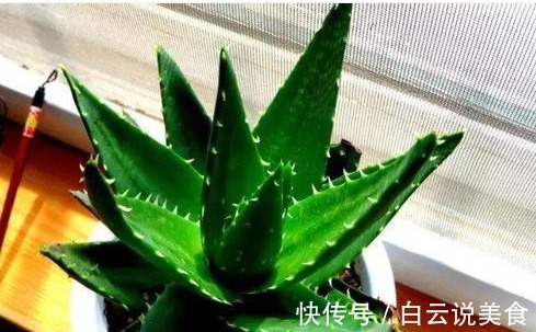 冬季浇花,只用“一神奇水”,不用花“1分钱”,比营养液都好用