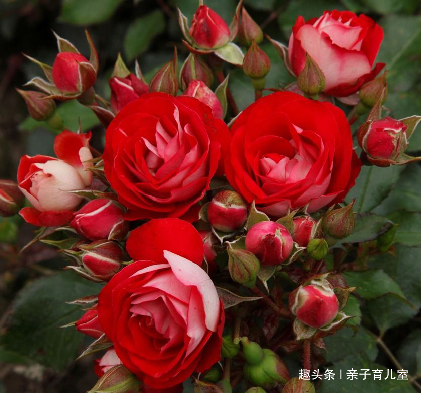 喜欢养玫瑰,不如养“玫瑰精品”德罗斯泰,花开红艳,浓郁芬香!