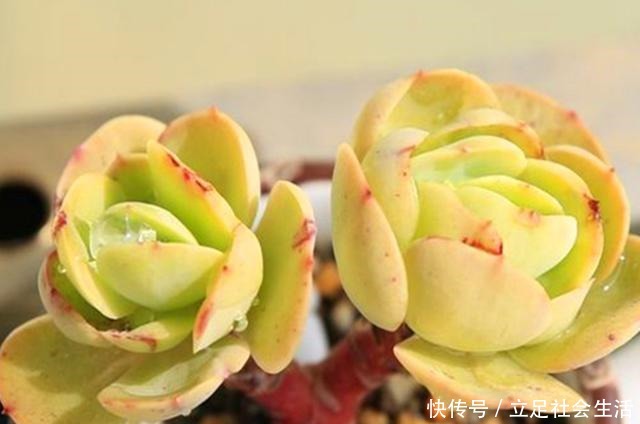 多肉碧桃养护不能按套路,注意这些才能养出果冻色,形状像鸡蛋!