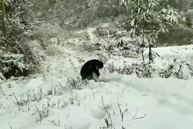 大雪|大雪封山，湖南乡村医生徒步几十里为老人送药，获正能量奖励