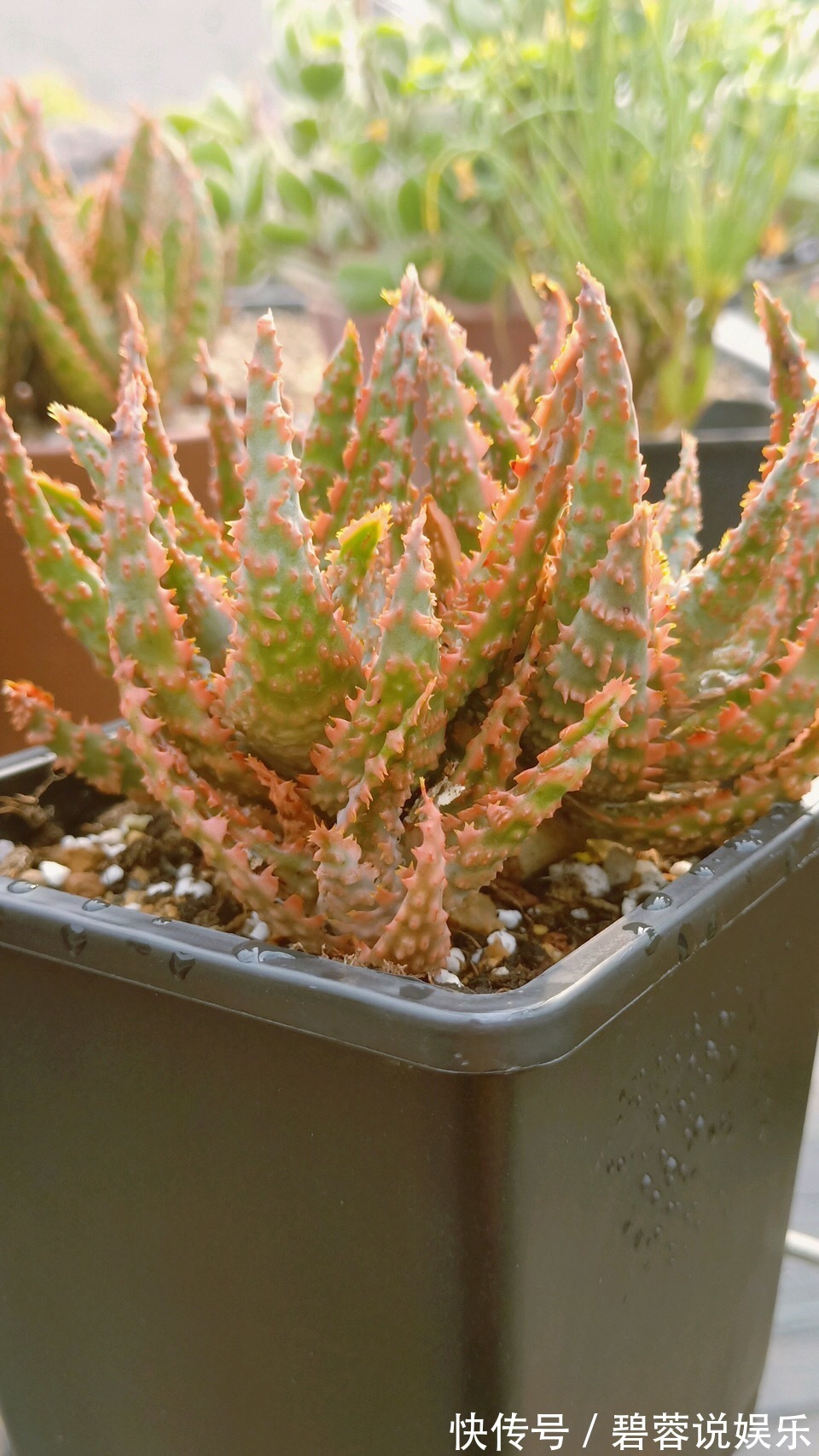 旺盛|三伏天养花，6个“坏毛病”戒掉，植物安全度夏，越长越旺盛