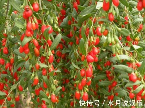 泡枸杞|枸杞百利但有三害,危害极大,很多人都不清楚,一直到现在才了解