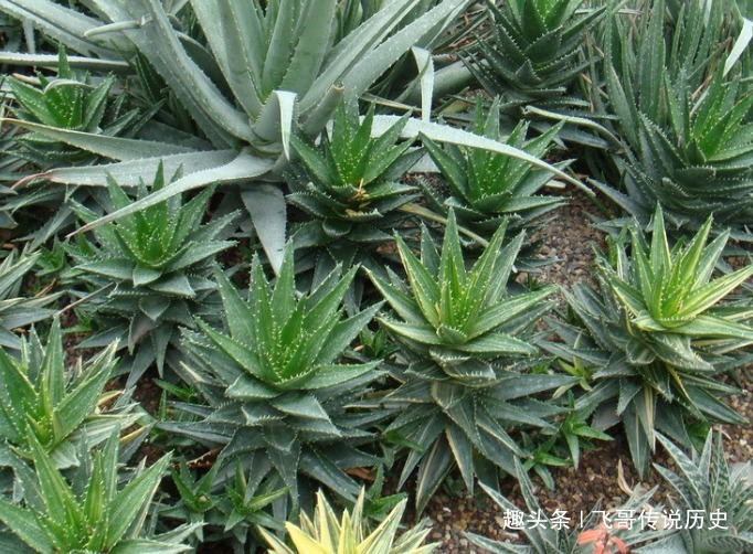 此花叶子像是一把宝剑,宛如少女晶莹剔透的皮肤,寓意着自卑的爱