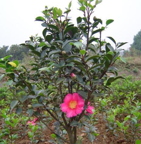 以后别再怕养的花生病了,一点建筑材料就能养好花