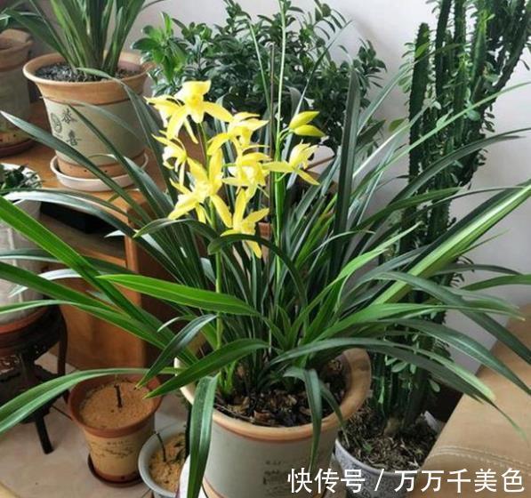 秋天养兰花,掌握3个要点,新芽多长势壮,开花会更多