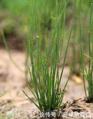 这种野草农村地沟里倒处都是，一番收拾打扮，成了一盆漂亮盆栽