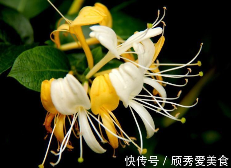 栀子花|美貌花卉，养一盆，香飘满屋，大自然赐予的“天然空气清新剂”
