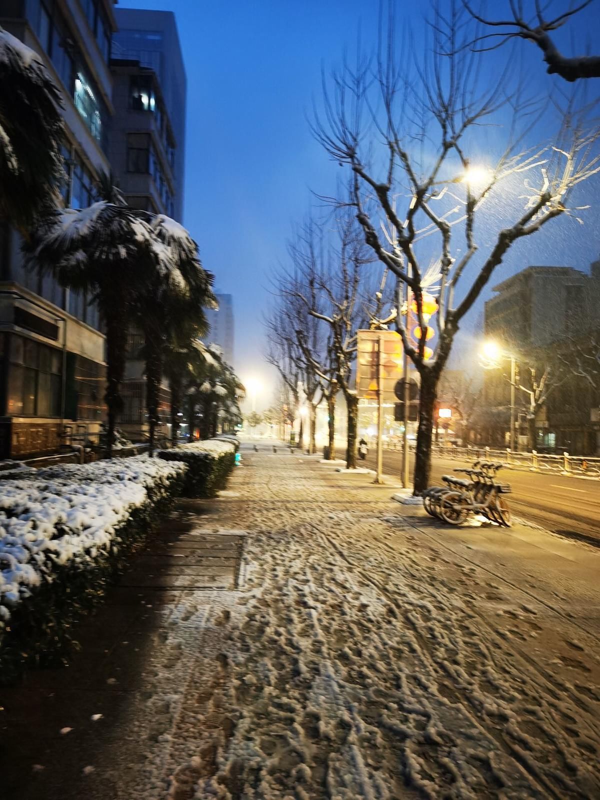 雪下|雪下一整夜 武汉披白衣