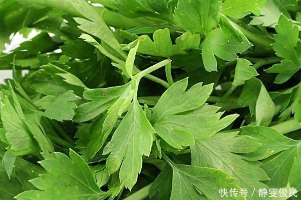 甲鱼|芹菜的“死对头”,两者不能一起吃,尤其最后一种,早知道早受益