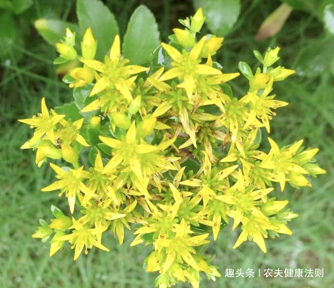 心脏病|不想得心脏病，多食此菜，能安神补血，补血平肝，心脏病不用愁