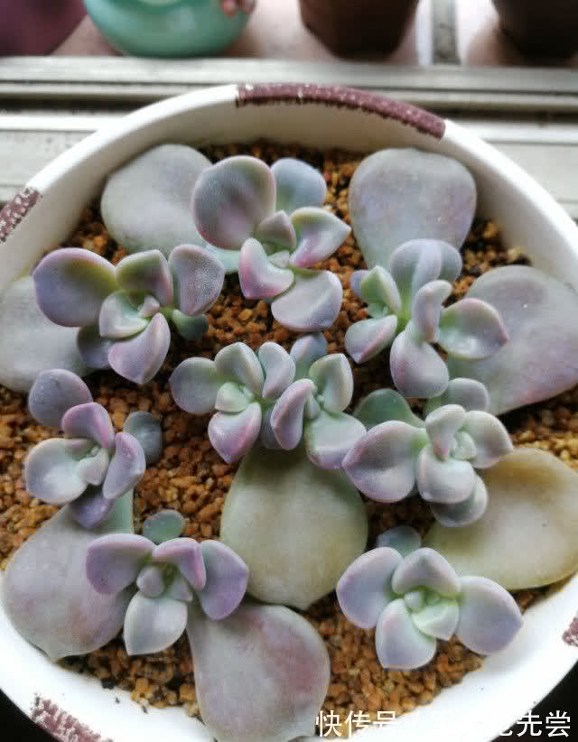 秋冬|他养多肉10多年,总结出9个易出“高价老桩”的品种,适合新手