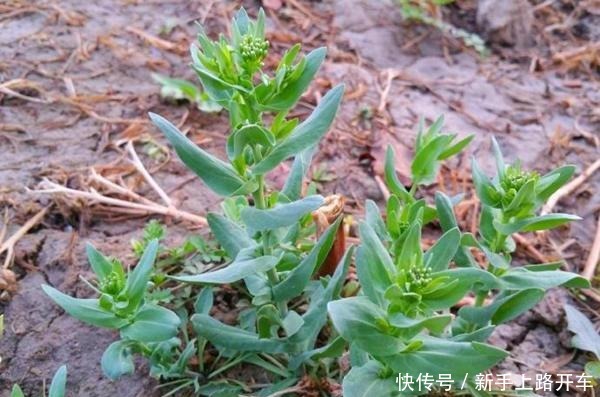 这2种野花遇到别放过,掐一根枝条就能活,开花俊俏可爱!