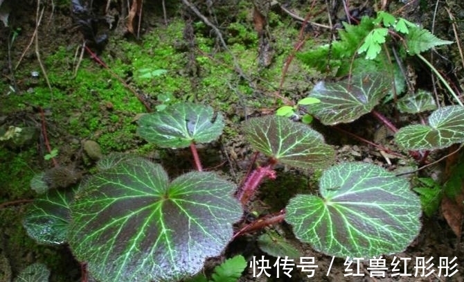 腻得慌|农村一种植物，人称“猫耳朵”，若您见到，别急着铲除