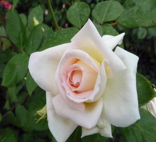  养花|新手养花就养此3种，好看又好养，花期超长，人见人爱