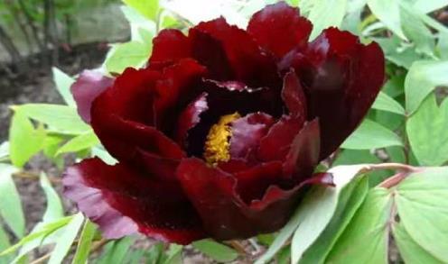 喜欢养菊，不如养盆“黑色牡丹”初乌，花色黑如炭，高贵且厚重！