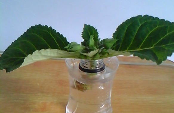 这2种花比月季好看!叶片扦插就成活,半年开花,一年种出20盆!