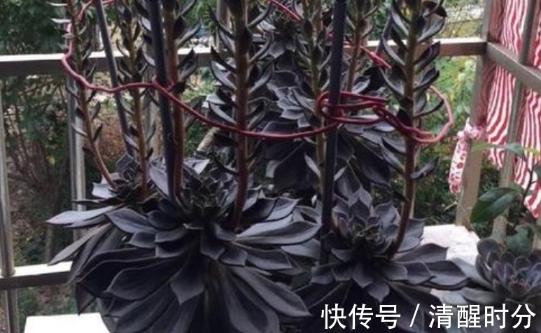 5种“养不死”的多肉,适合新手养,价格便宜,太阳一晒就变色