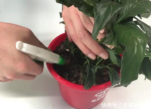 花盆里滋生小虫子怎么办花卉市场老板教我一招，虫子不再有！