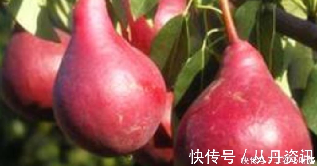 啤梨|乡下一种普通的野果，被发现很高的营养价值，现在要人工养殖