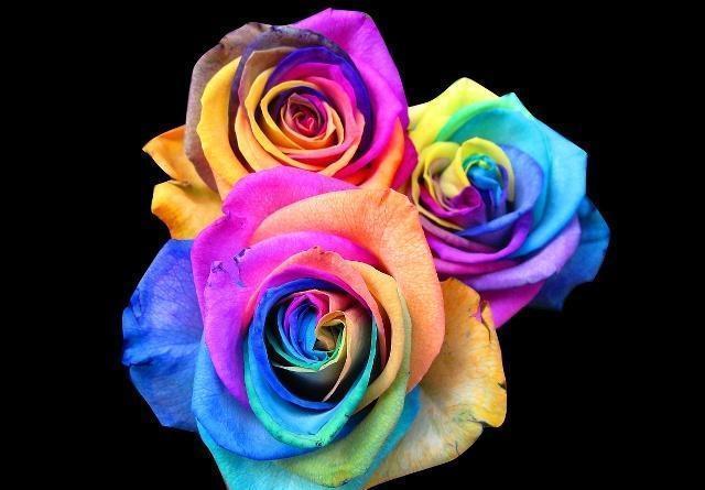 月季和玫瑰傻傻分不清掌握这“6点”后,绝对能分清