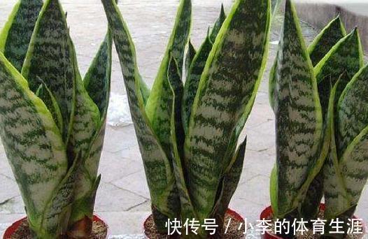 养虎皮兰,教你4点养护,繁殖小技巧,叶片油绿长势快