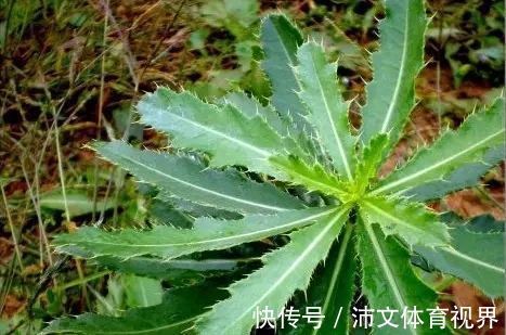 食用价值|农村这种野草浑身是刺,曾遭人嫌弃,如今有钱都不好买到