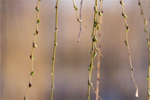 低薪|春天来了：桃红柳绿候鸟飞