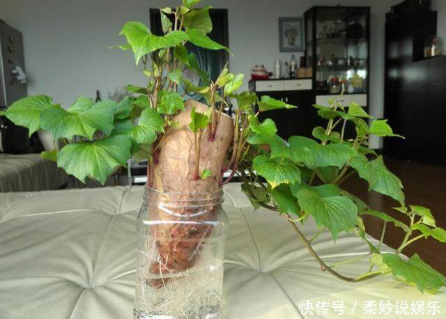 红薯|这5种菜留好根,放在水培瓶里,没几天长出小盆栽叶子还能吃