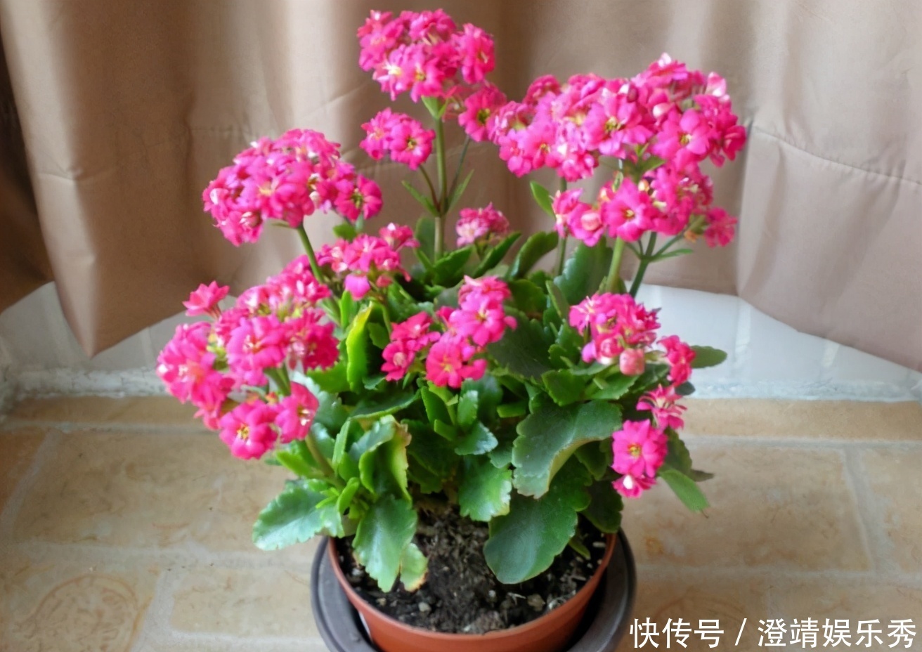 鸡蛋|拿1个鸡蛋养花，知道该怎么用吗？看看这里，别再弄错方法了