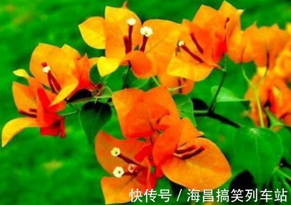 喜欢三角梅,首选此款“珍稀名品”柠檬黄三角梅,花开艳丽多姿!