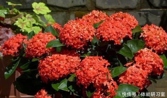 秋天的院子，养点喜欢的花，乐得自在！