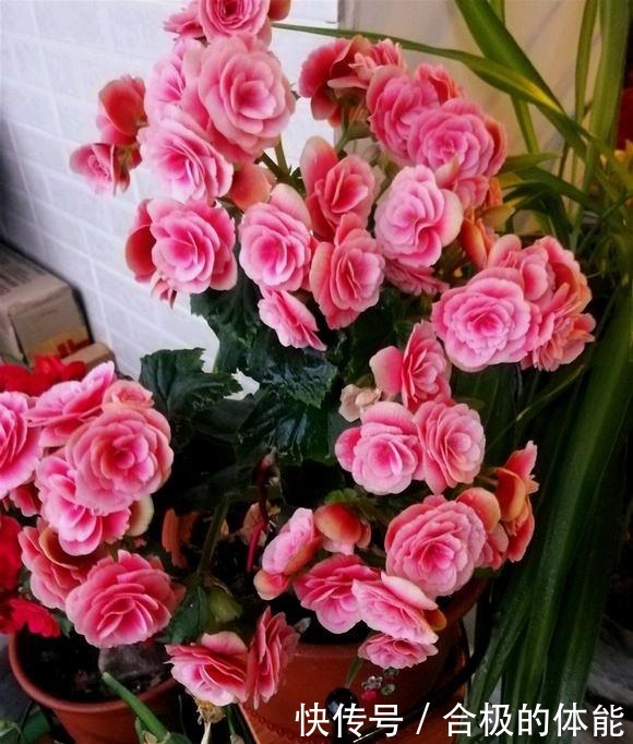 此“花”漂亮似玫瑰,即使不好养活,养死了也会再买,太讨人喜欢!