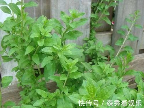 野菜|广西农村最好吃的野菜，很多人叫不出名字，你吃过几种