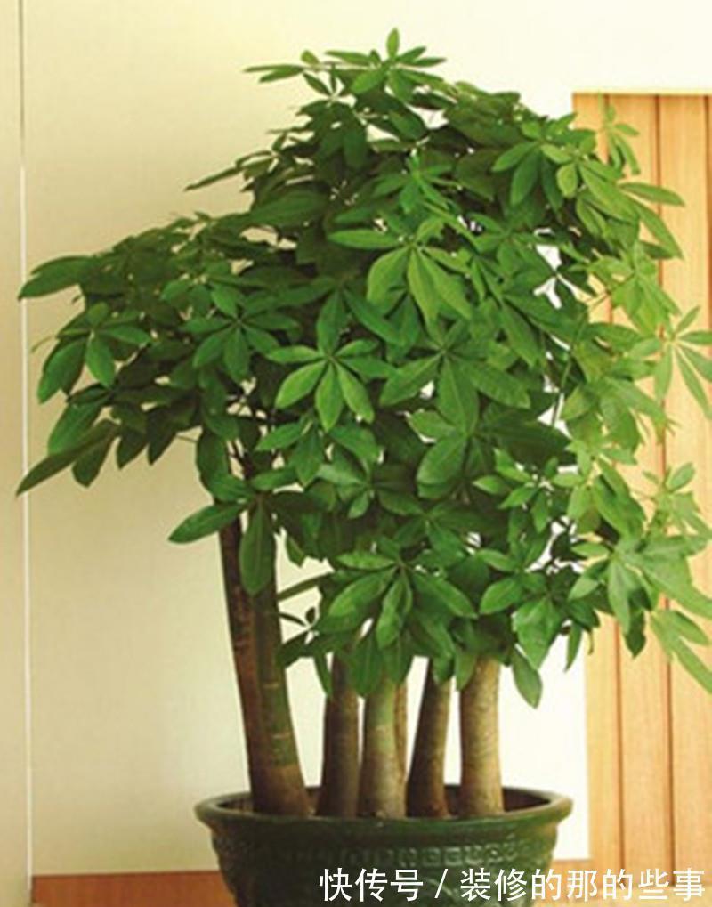 6种“泼辣花”,容易被浇死,越懒养越爆,勤快人养不好