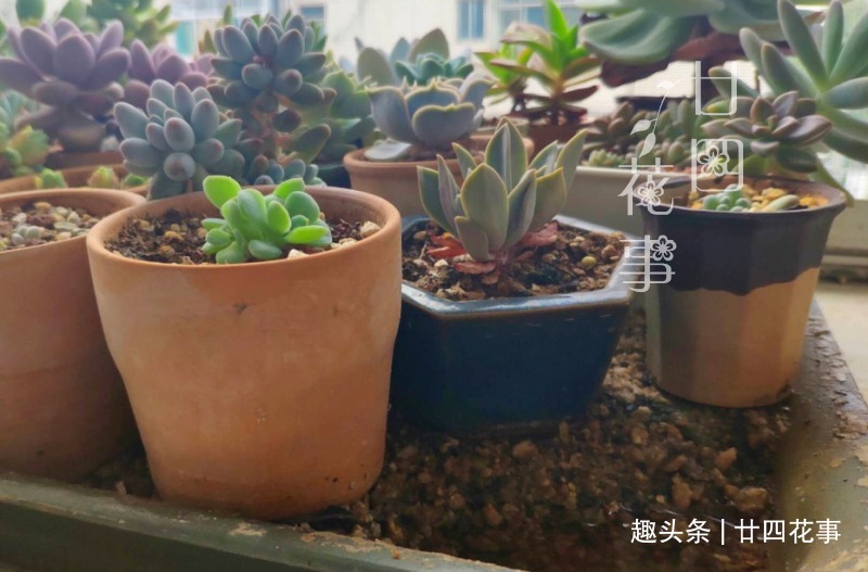 夏天|夏天不敢给多肉浇水一个小妙招，轻松解决难题，适合新手和懒人