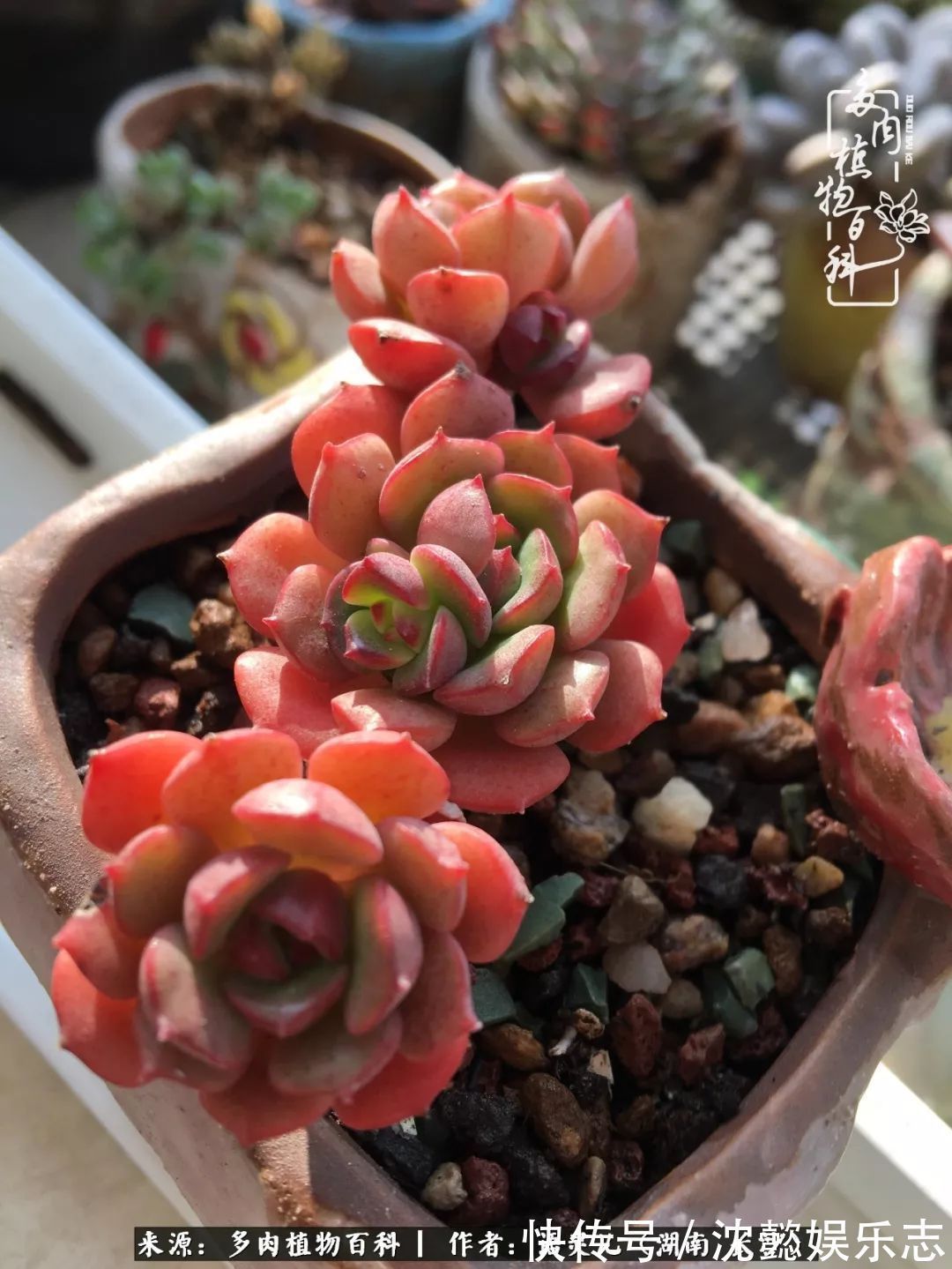 阳台党|邂逅多肉,爱折腾的阳台党,总能收获简单纯粹的快乐!