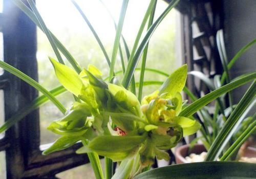 植物|磷酸二氢钾是喷在植物叶子上还是埋到土里？