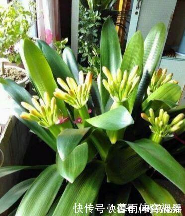 什么淘米水、啤酒水都不如它,“一勺”养爆一盆花,就怕你没见过