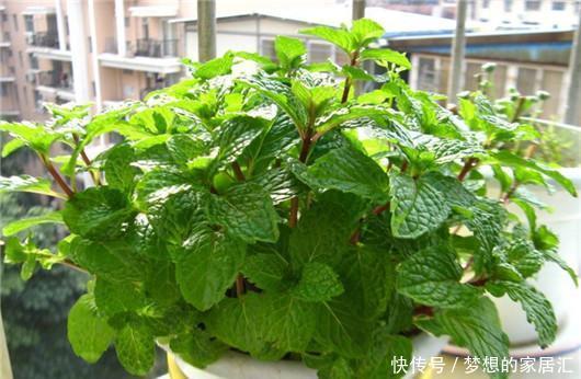 叮咬|可别小看香草薄荷的功效作用,一片叶子就能解决蚊虫叮咬的问题