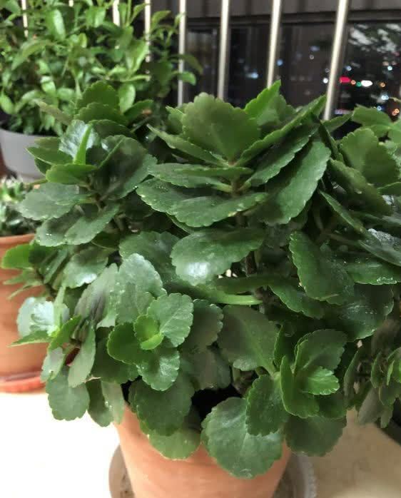 复合肥|长寿花能否开爆，关键在4点，长寿花爆花的精髓包含在里面