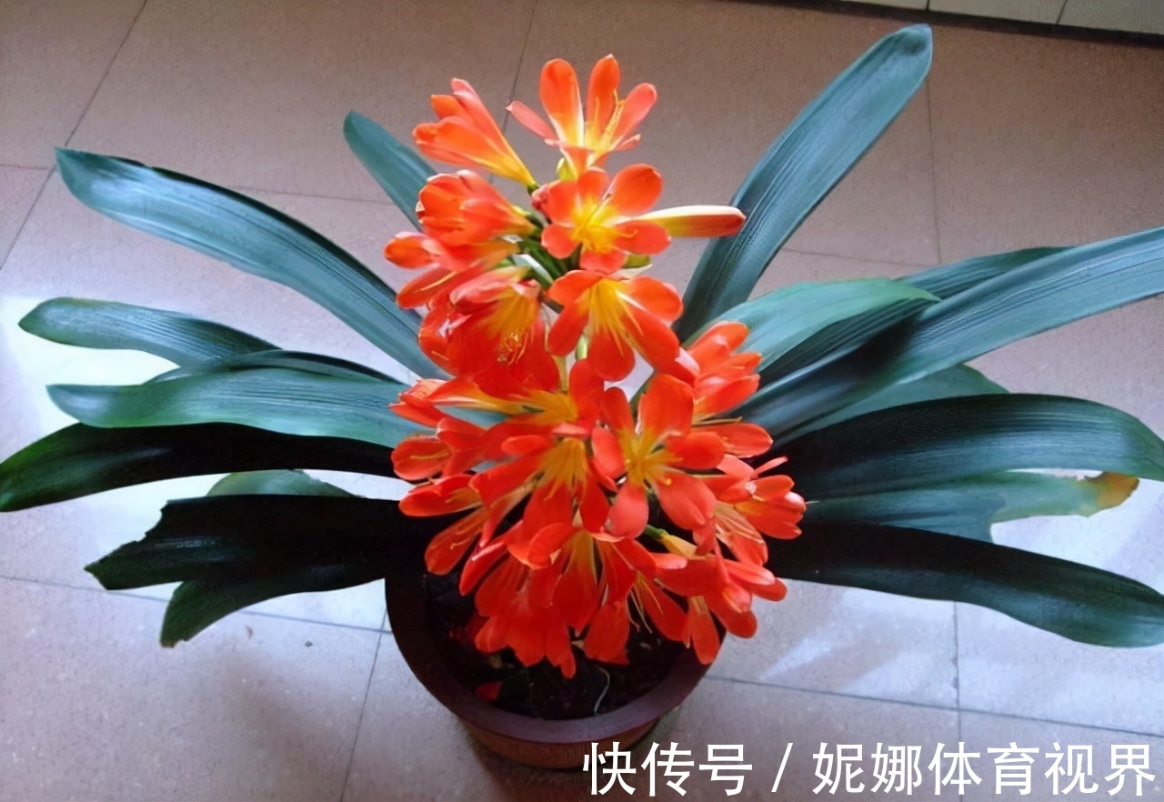 李大姐养君子兰,年年开大花,有吉祥好兆头,原来是她做对5件事