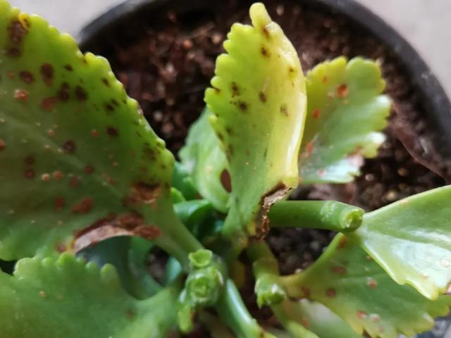 雨水|10种不能淋雨的花，淋完雨就死，盆栽养花注意事项