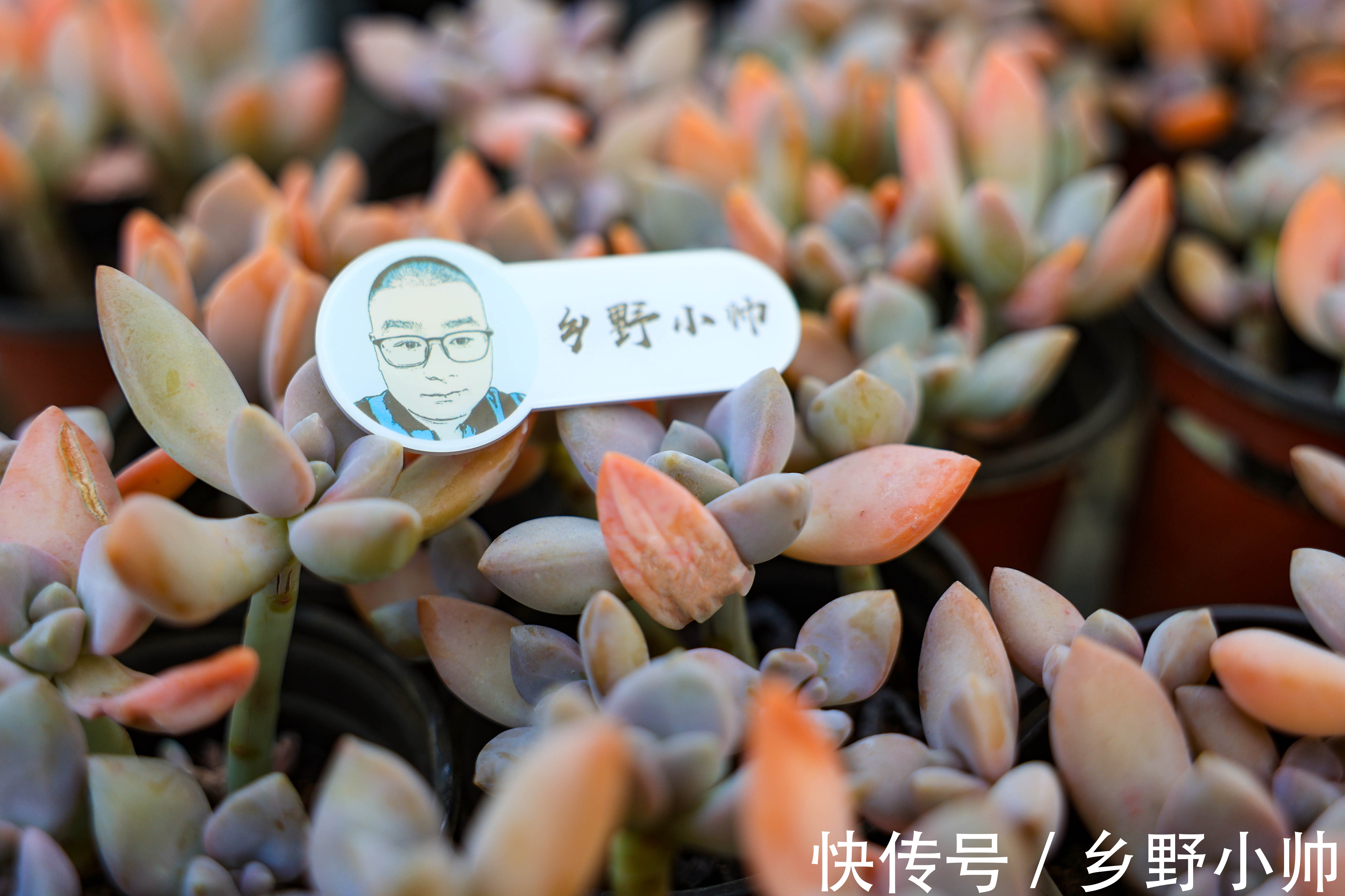 如何让多肉快速服盆？不同季节都应该怎么管理？受那些因素影响？