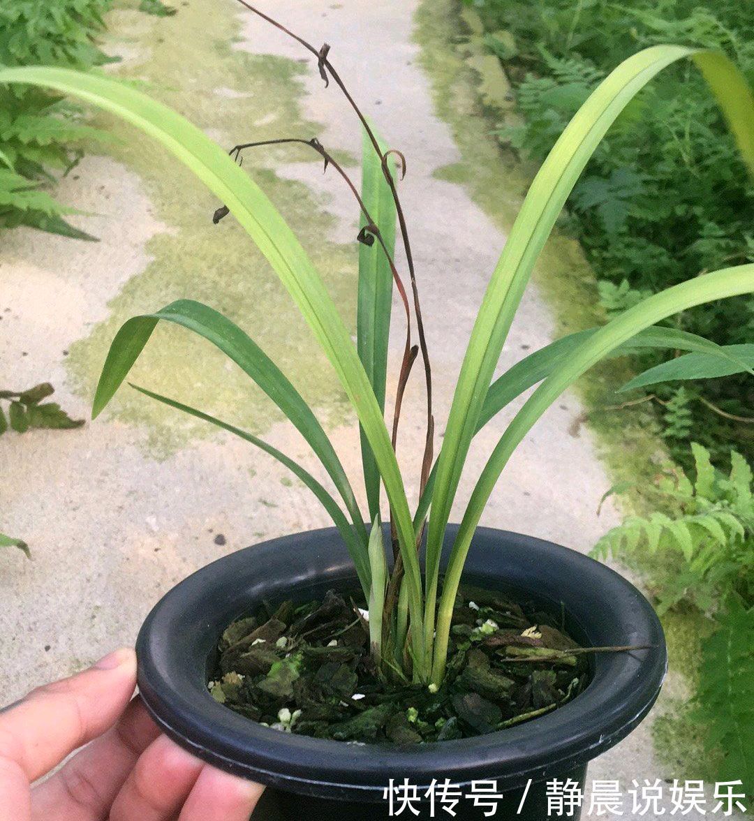 花300块买的建兰夏皇梅开花了,虽然只有一箭,不过好美好香哦